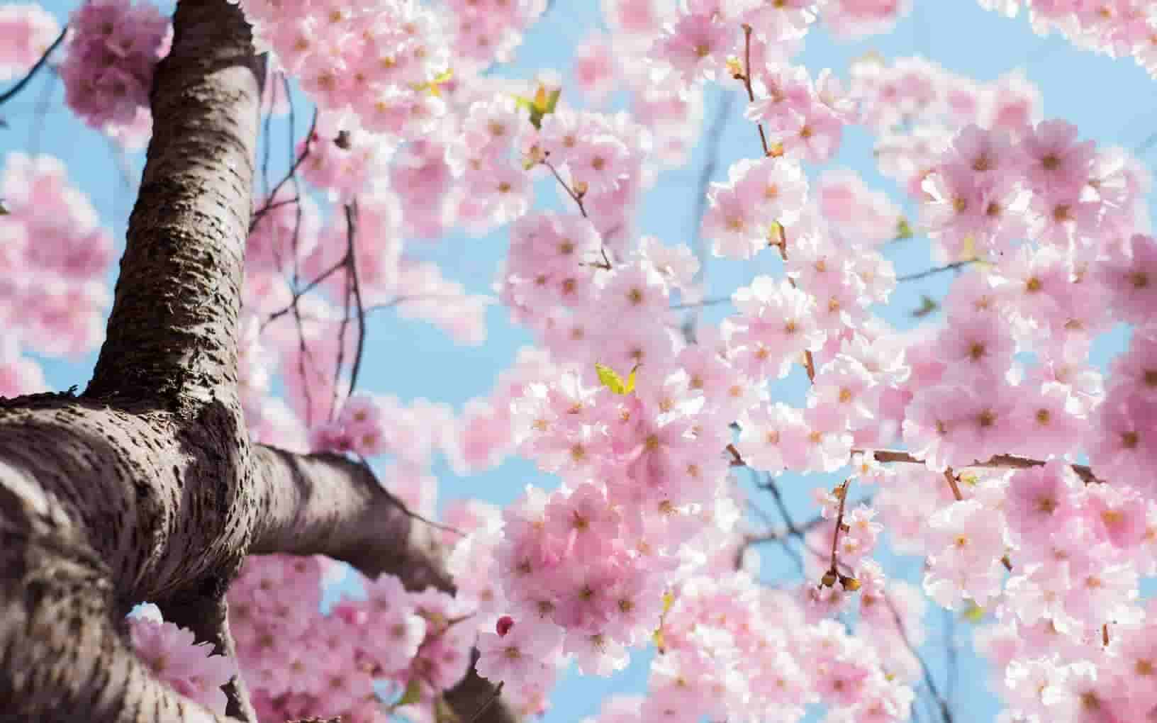Photo of cherry blossoms by Arno Smit on Unsplash
