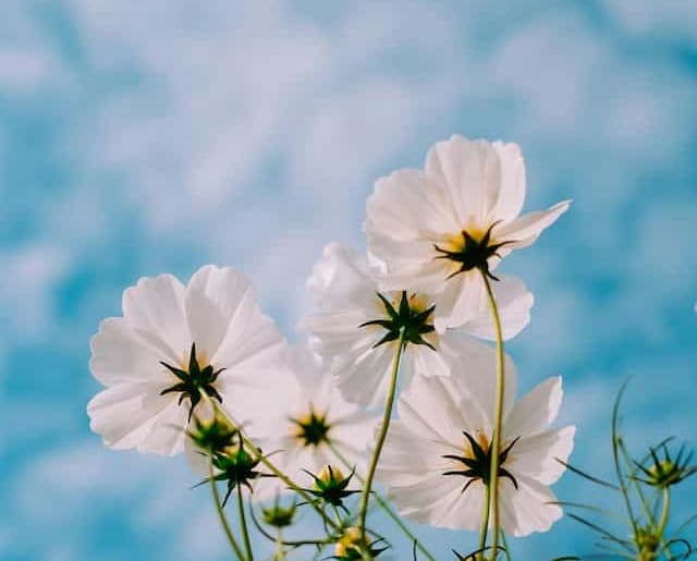 White flowers over a blue background photographed by Mink Mingle